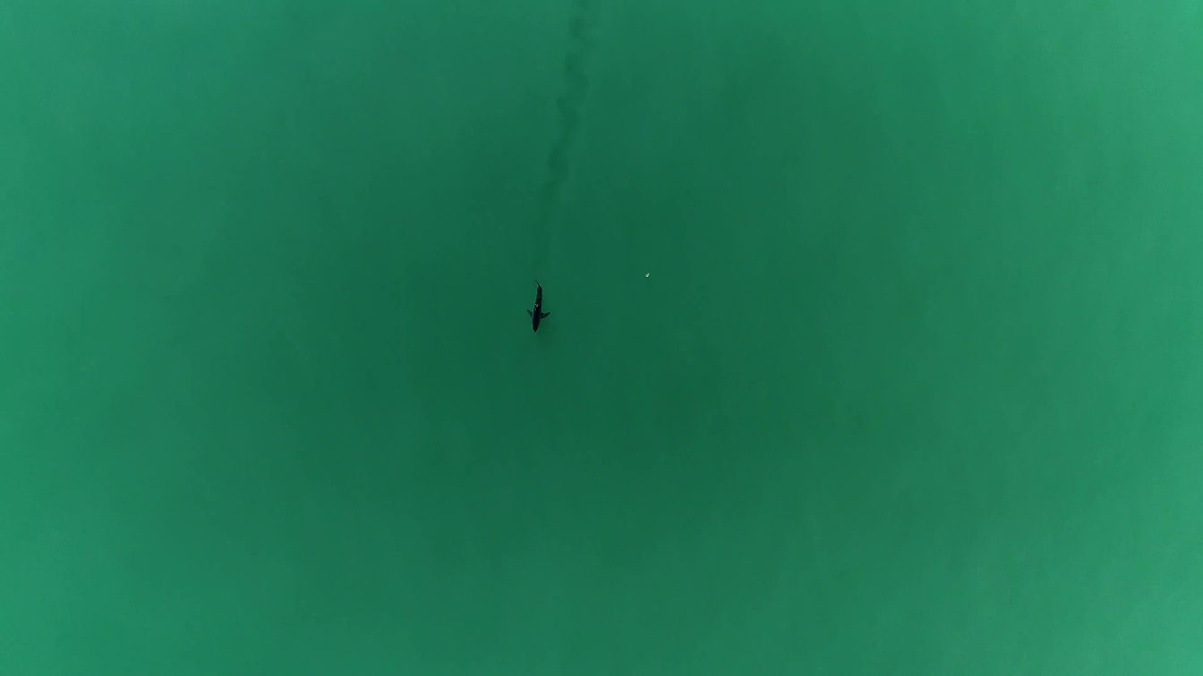 Shark footage